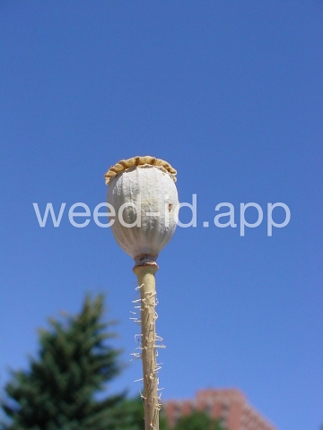 poppy, corn